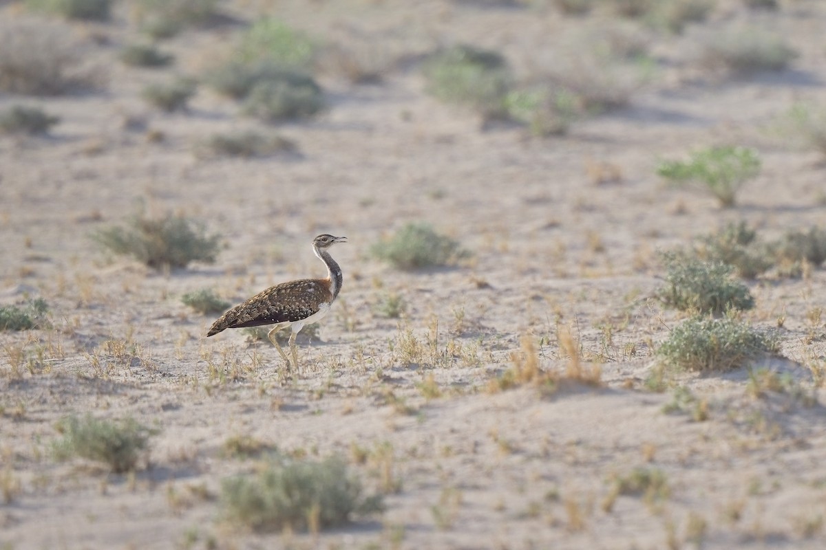 Ludwig's Bustard - Paul McDonald