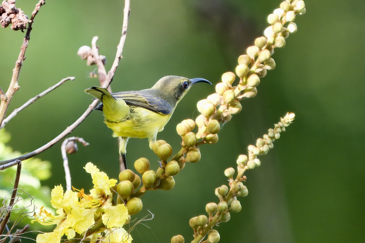 Ornate Sunbird (Ornate) - ML620596522