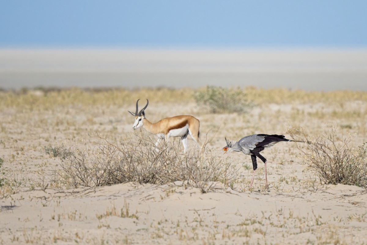 Secretarybird - ML620596523