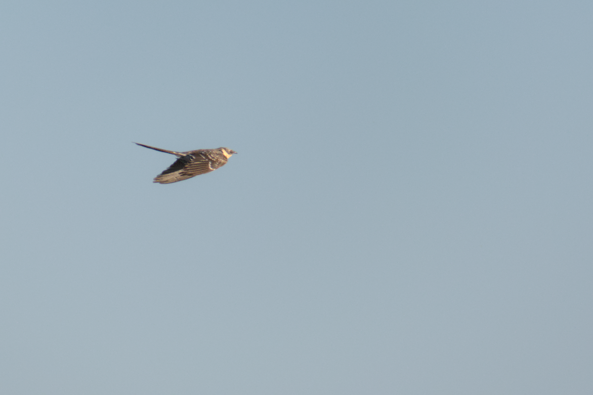 Great Spotted Cuckoo - ML620596530