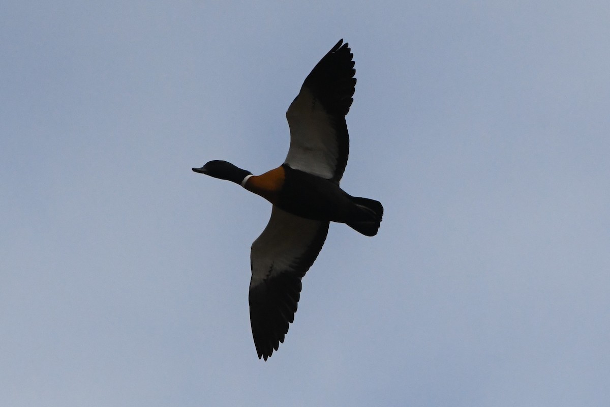 Australian Shelduck - ML620596531