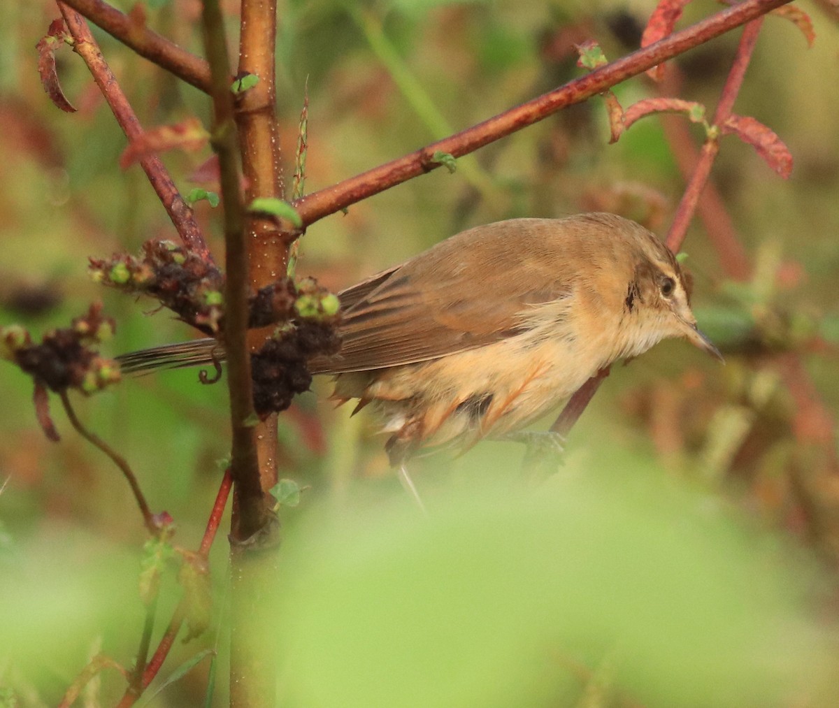 Paddyfield Warbler - Afsar Nayakkan