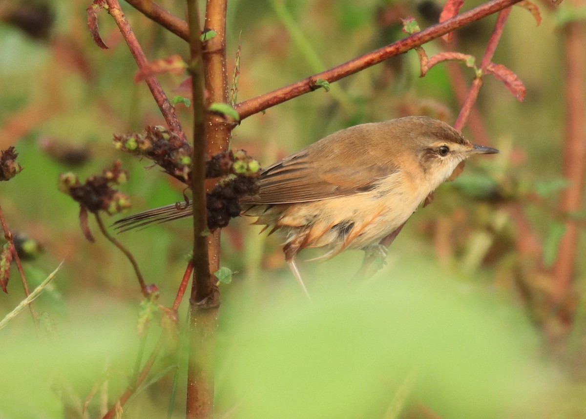 Paddyfield Warbler - ML620596540