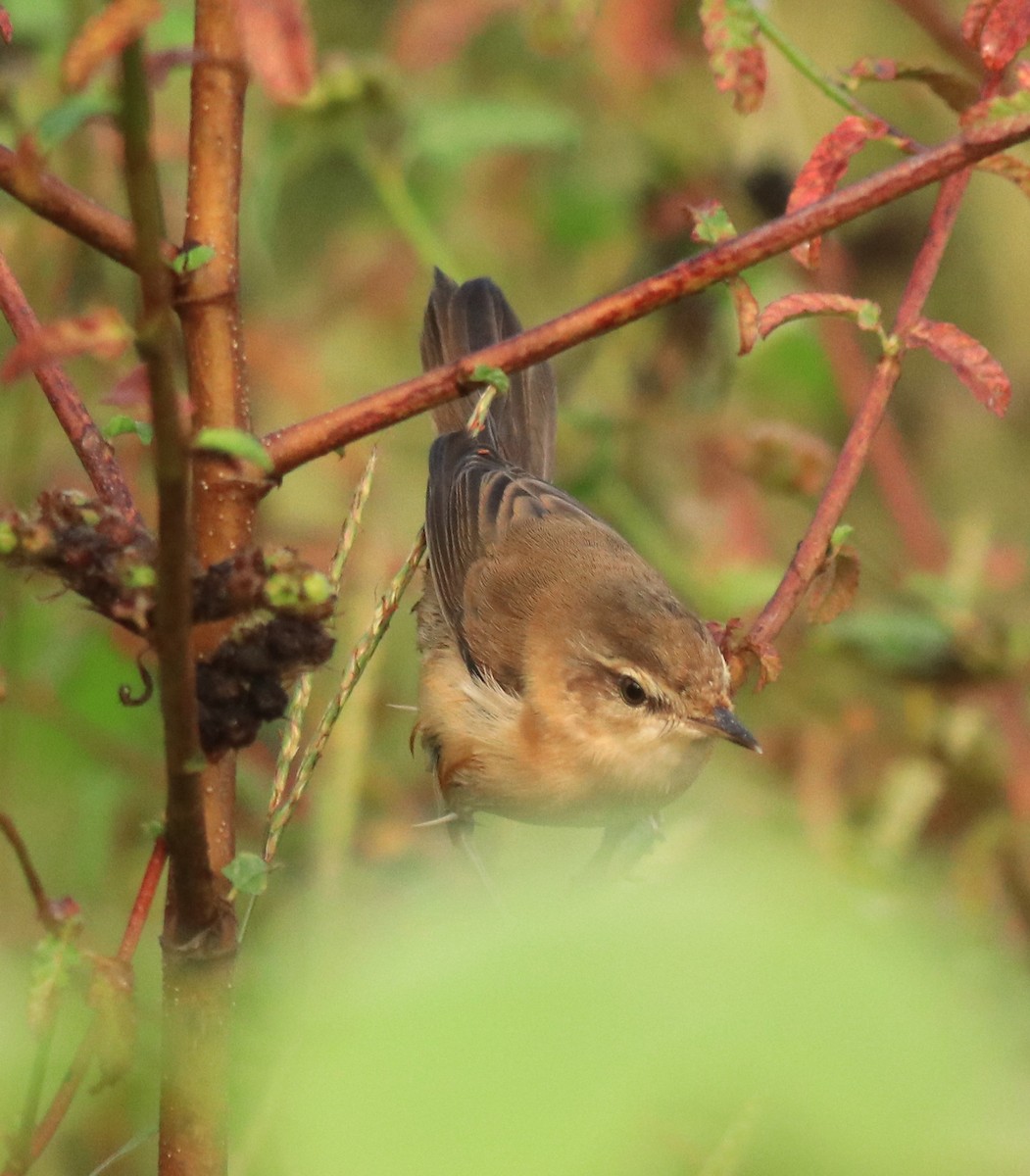 Paddyfield Warbler - Afsar Nayakkan