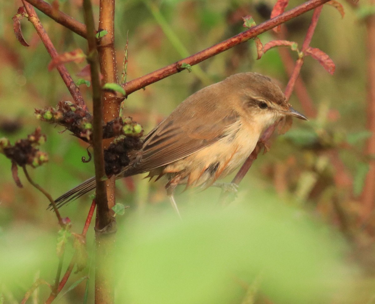 Paddyfield Warbler - ML620596545