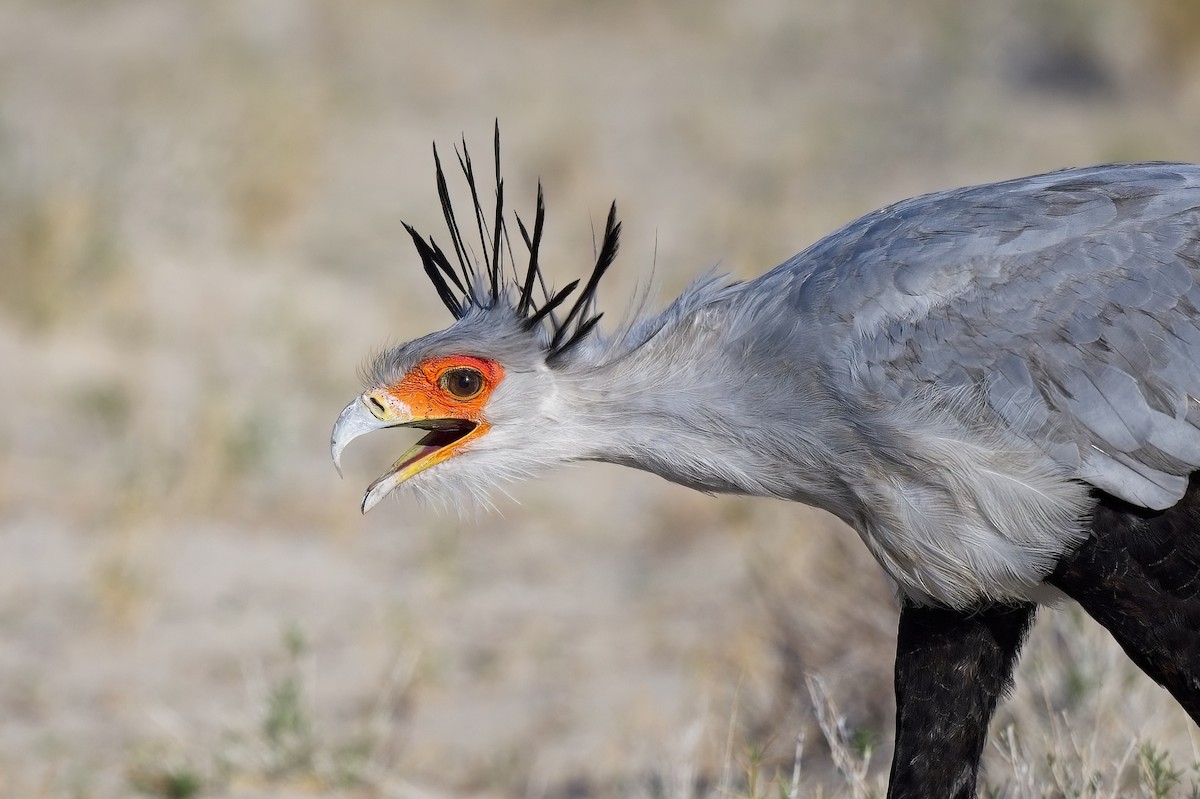 Secretarybird - ML620596546