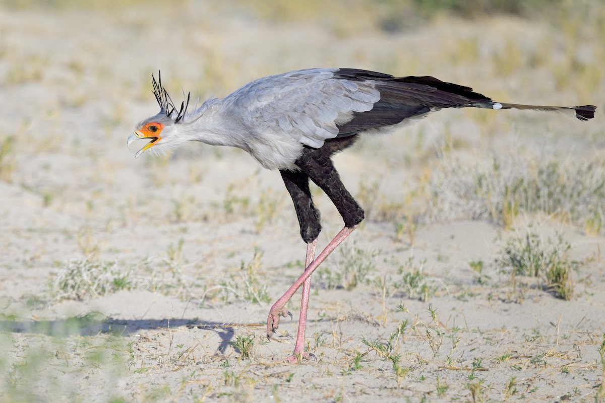 Secretarybird - ML620596551