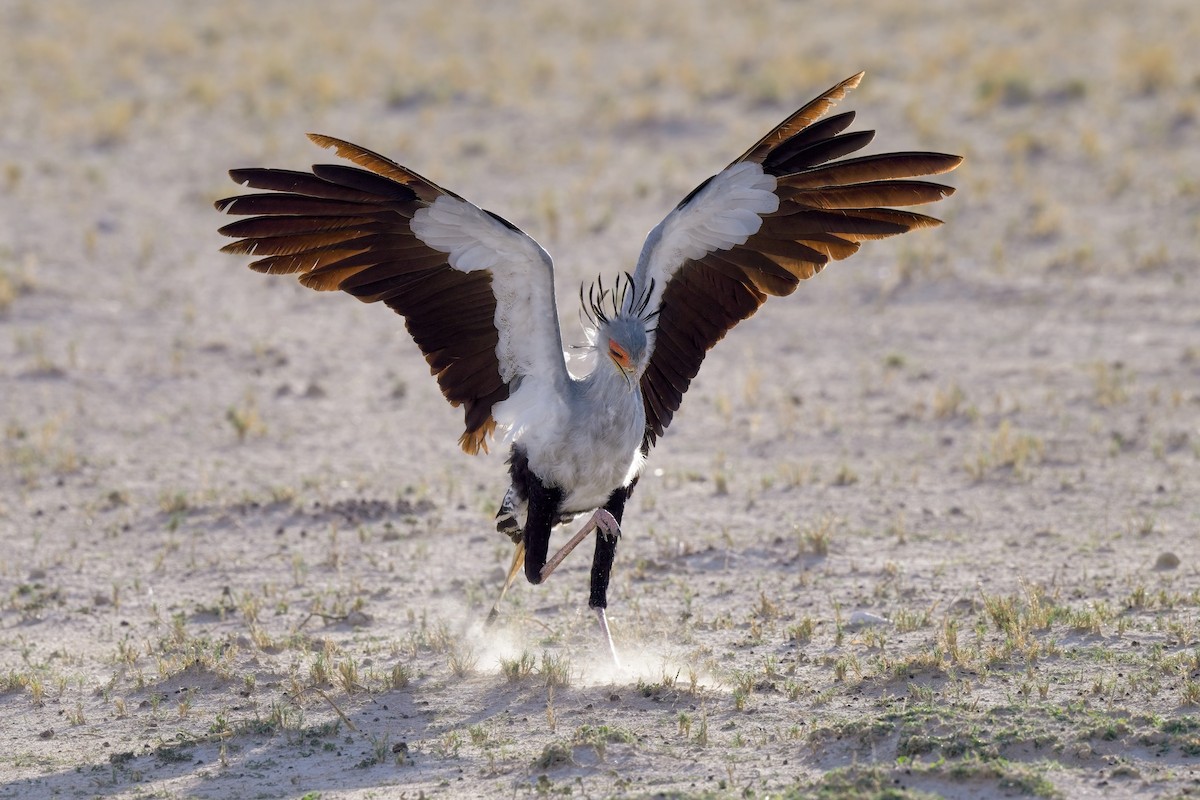 Secretarybird - ML620596552