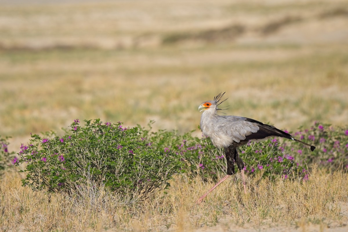 Secretarybird - ML620596553