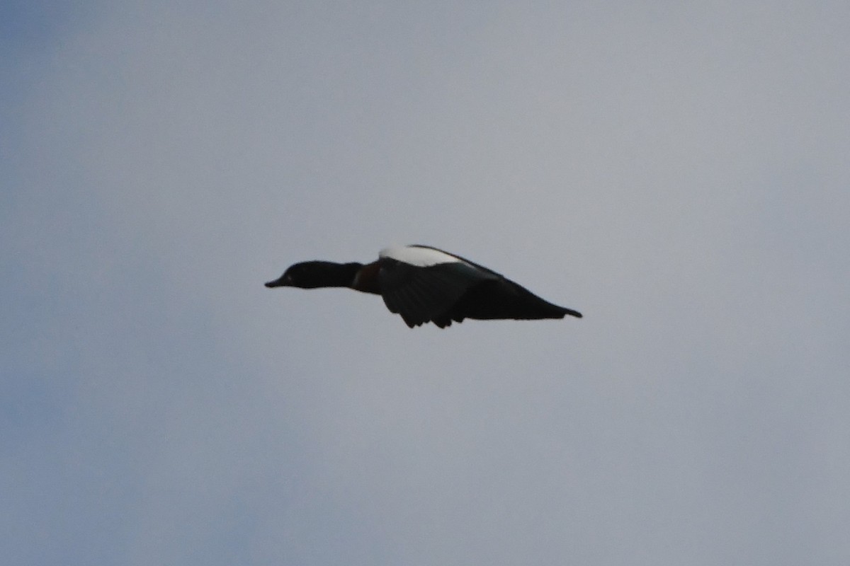 Australian Shelduck - ML620596555