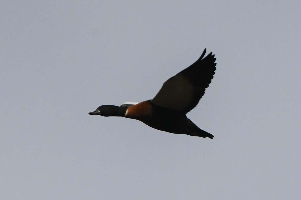 Australian Shelduck - ML620596556