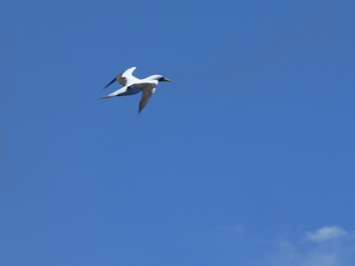 Masked Booby - ML620596559