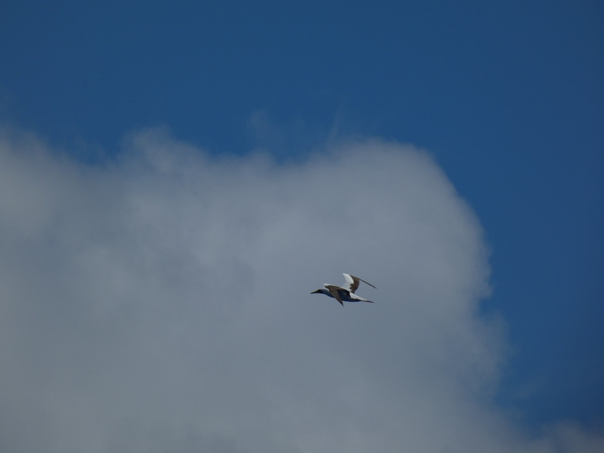 Masked Booby - ML620596562