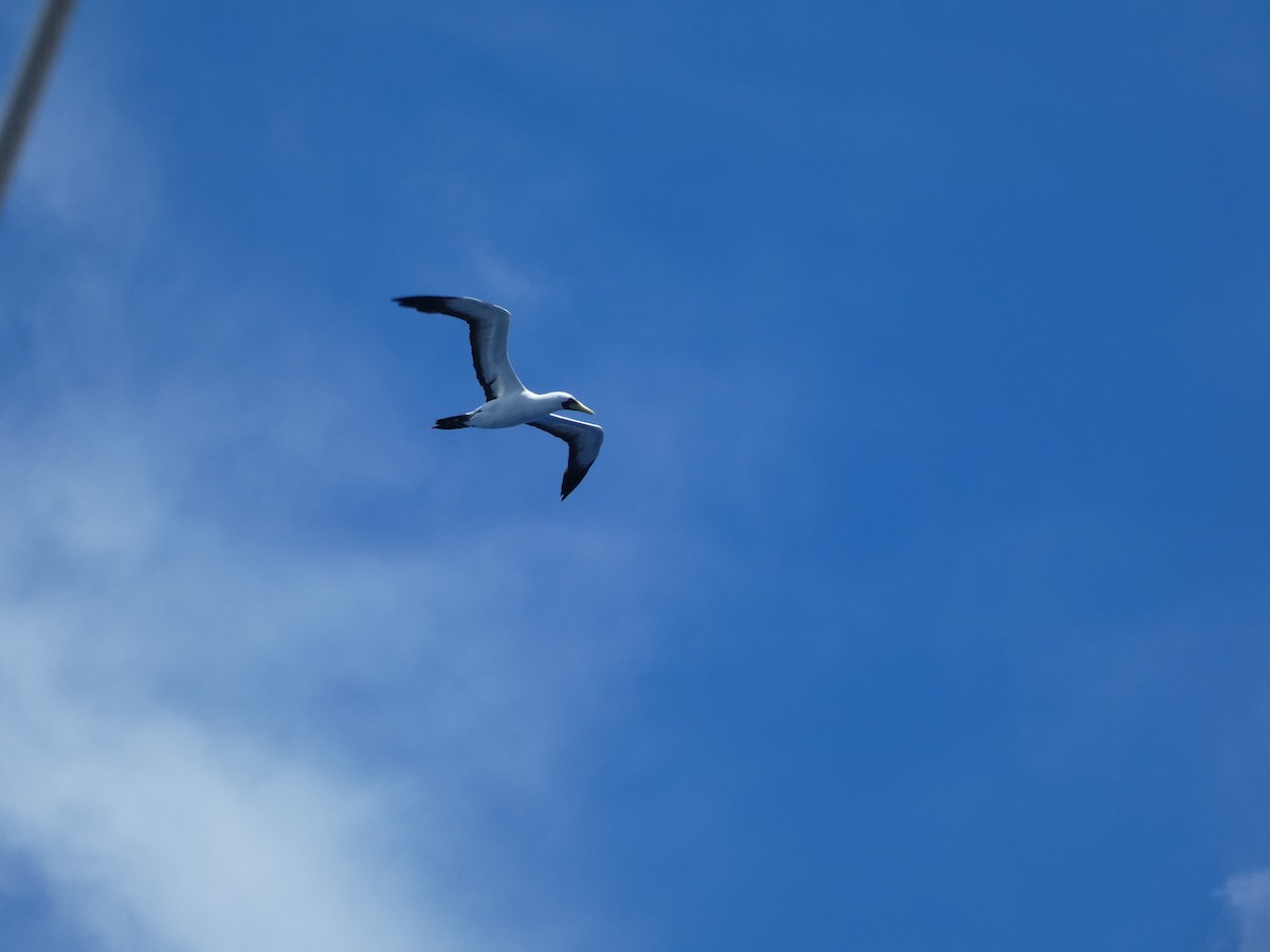 Masked Booby - ML620596564