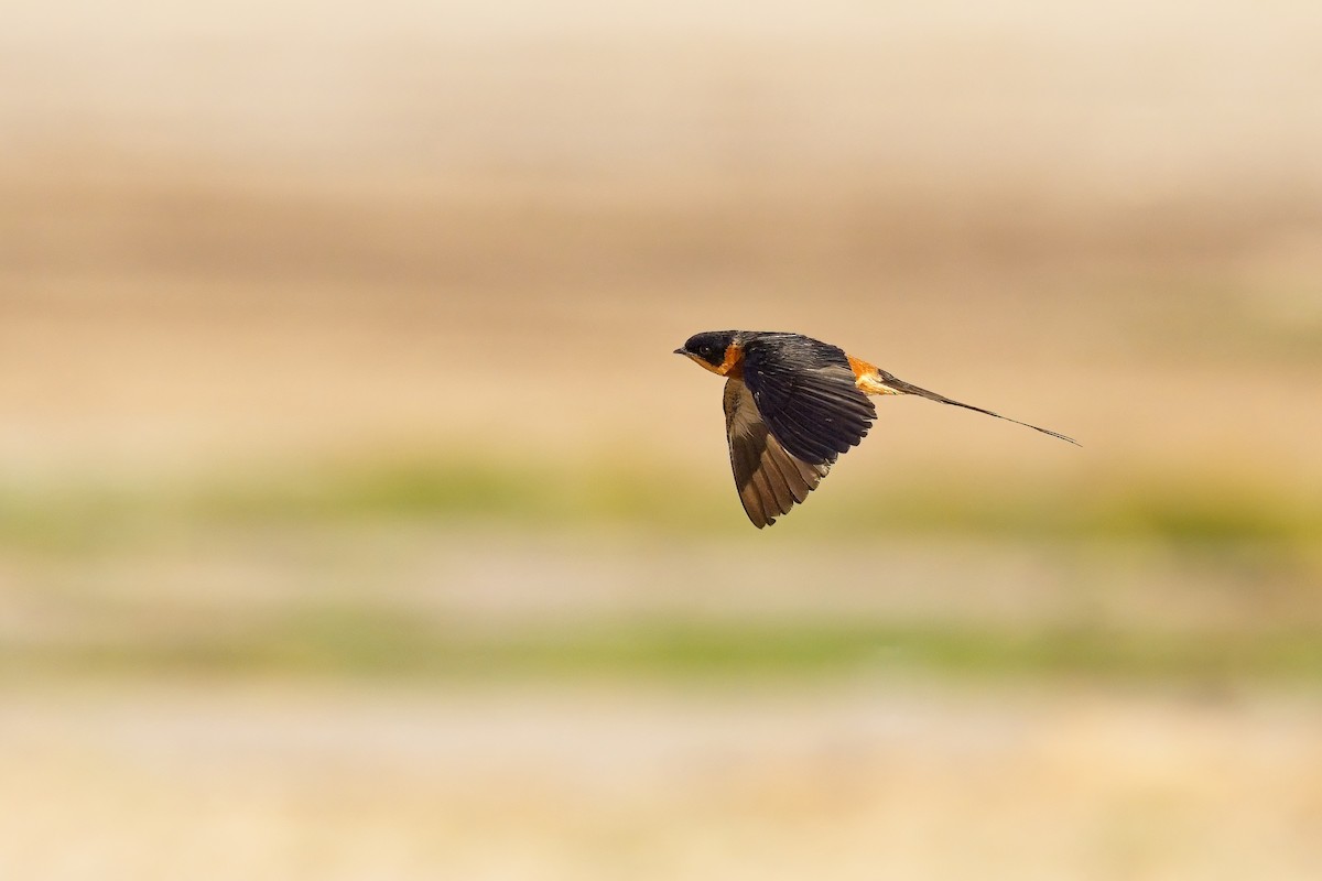 Golondrina Pechirrufa - ML620596574