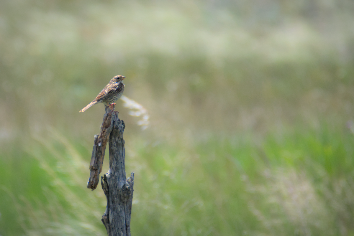 Corn Bunting - ML620596576