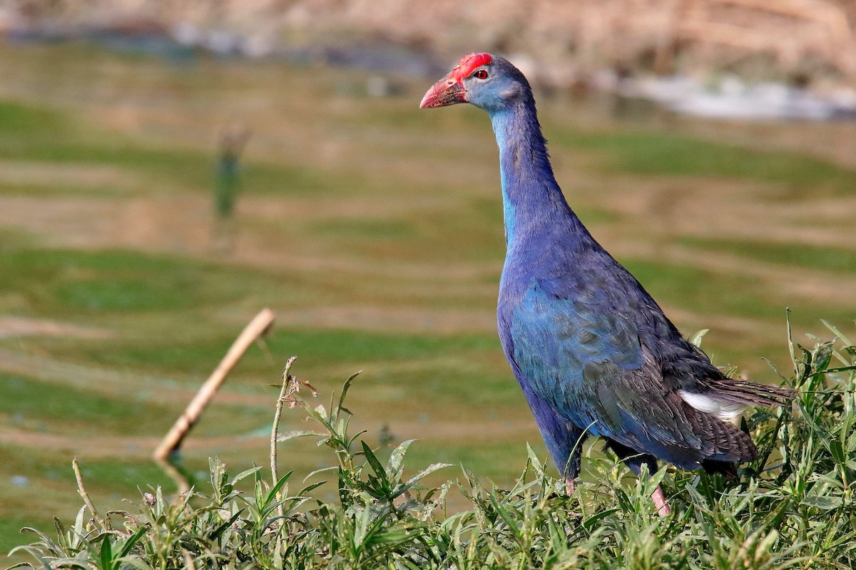 Gray-headed Swamphen - ML620596581