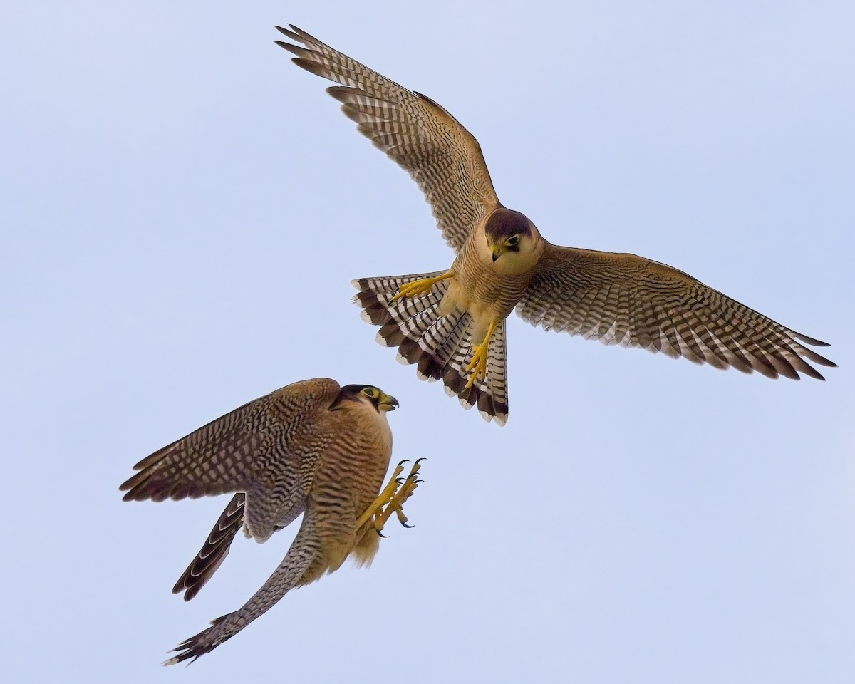 Red-necked Falcon - ML620596582