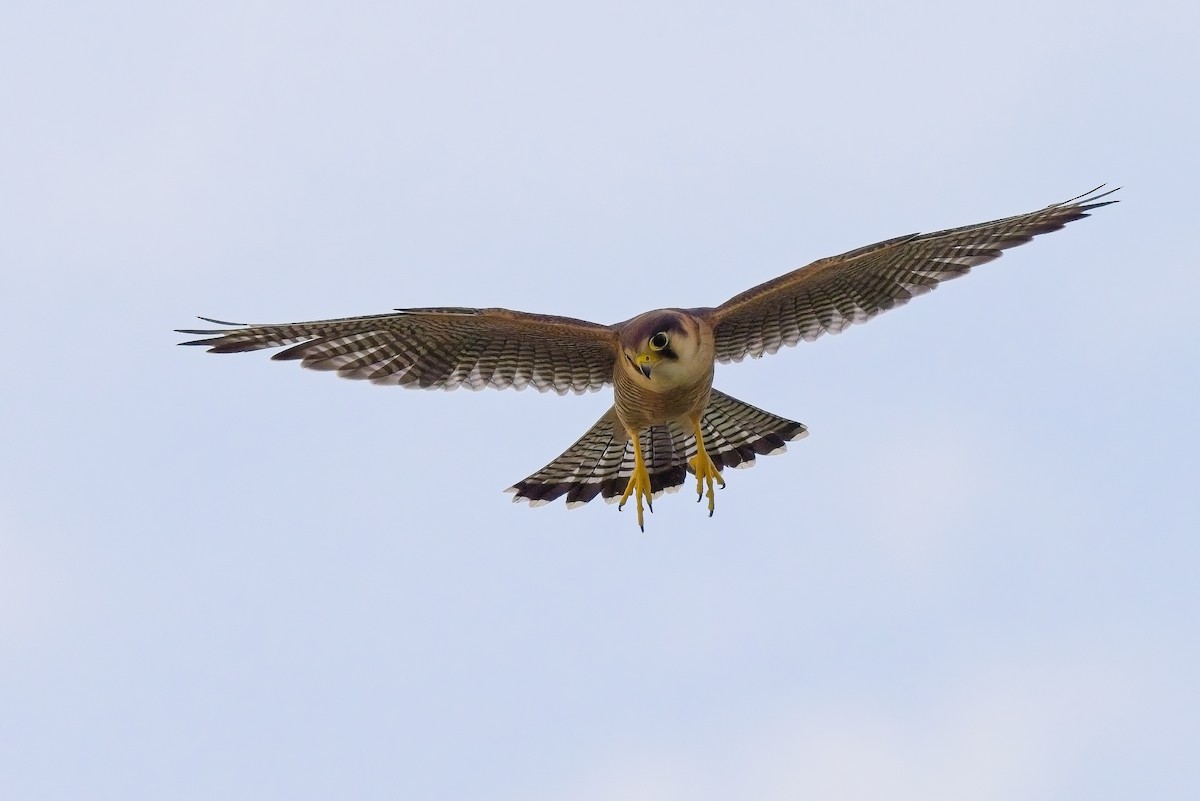 Red-necked Falcon - ML620596583