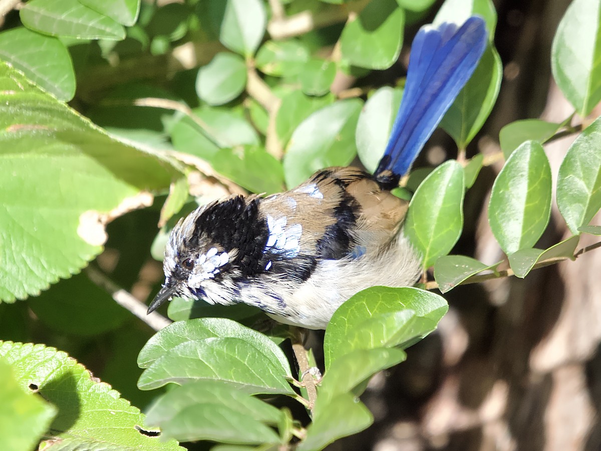 Superb Fairywren - ML620596585