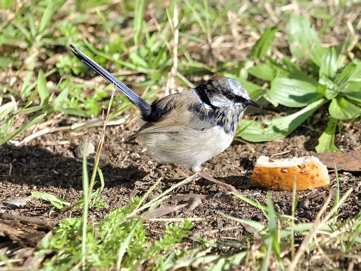 Superb Fairywren - ML620596586