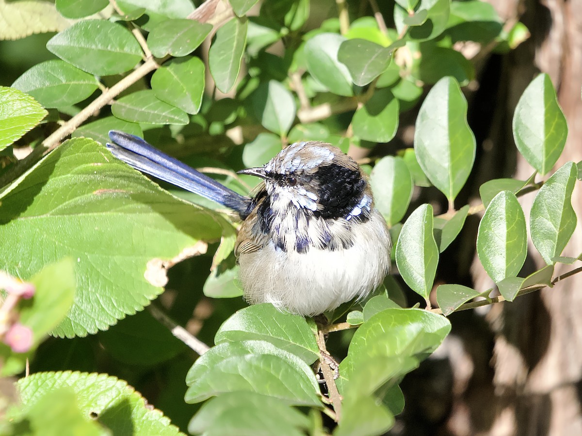 Superb Fairywren - ML620596587