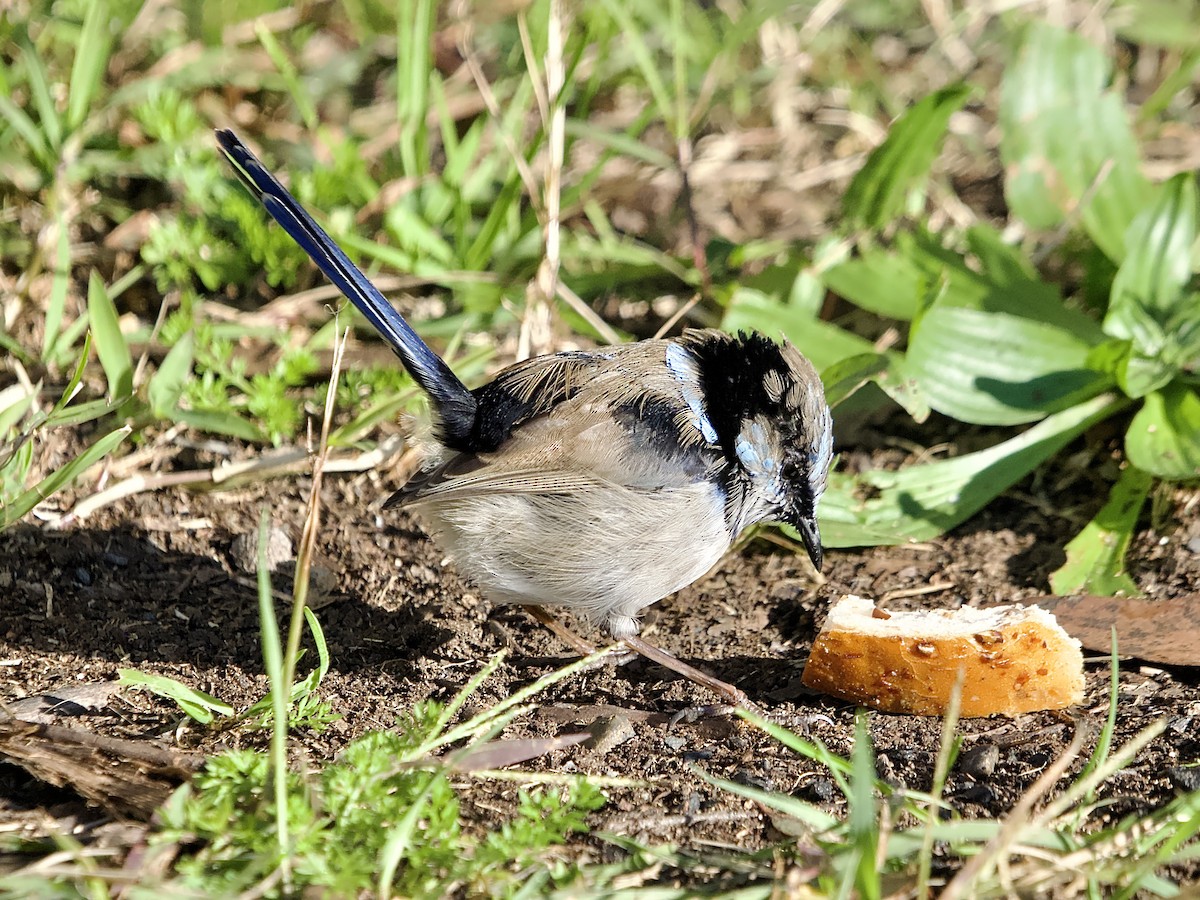 Superb Fairywren - ML620596588