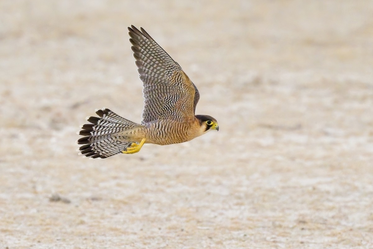 Red-necked Falcon - ML620596589