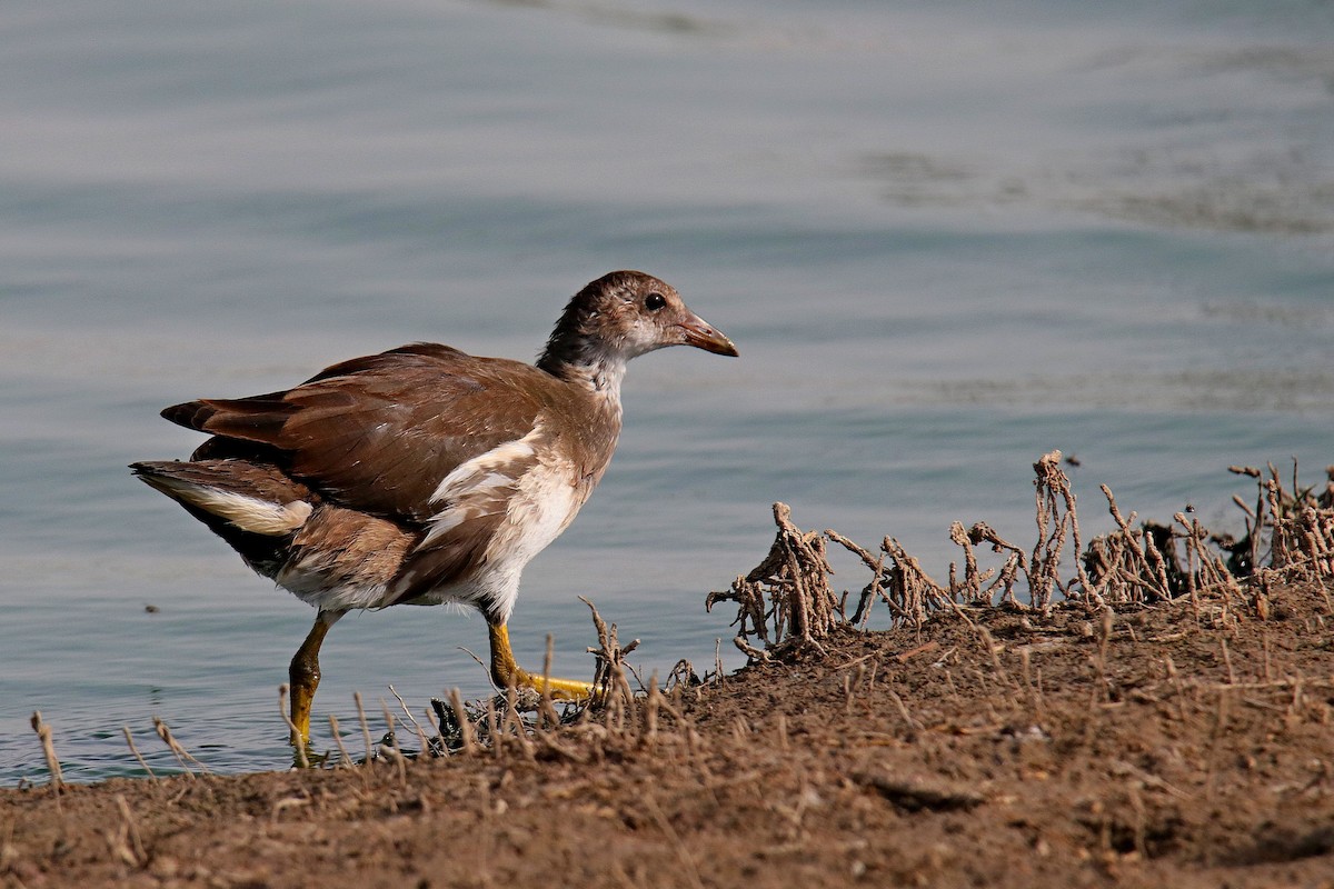 Eurasian Moorhen - ML620596590