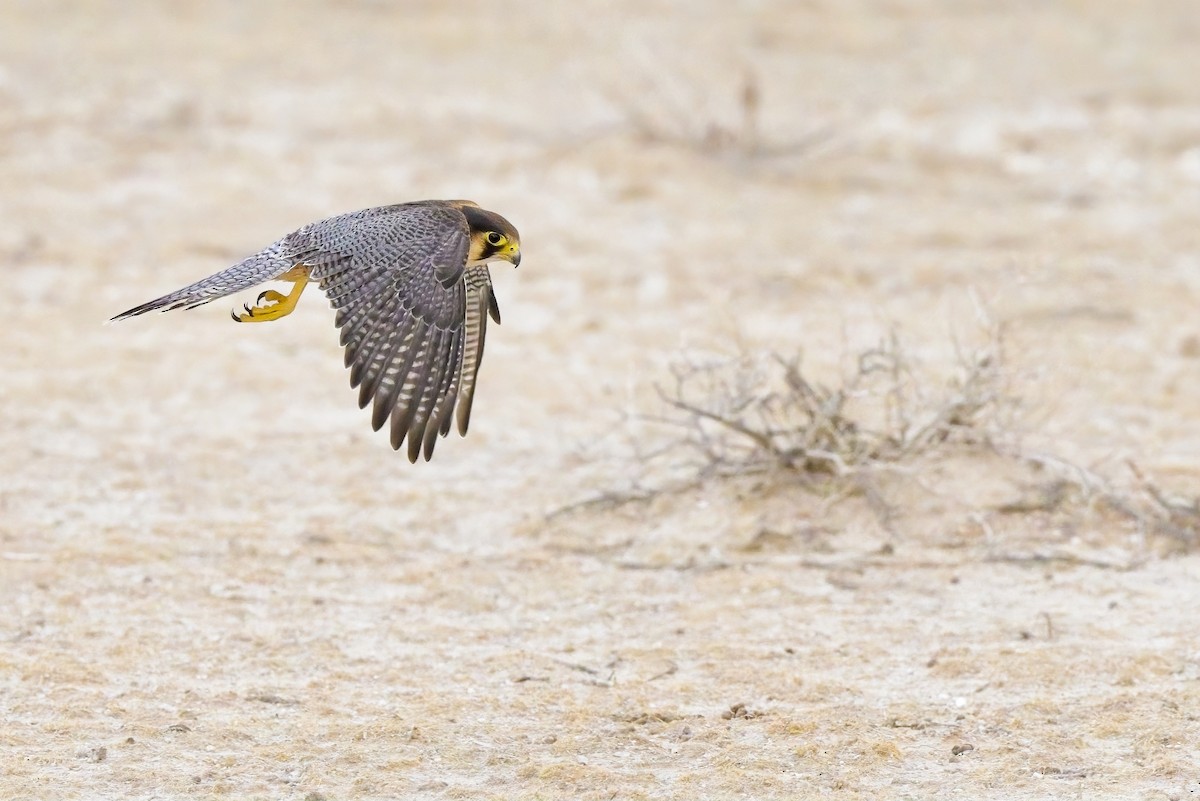 Red-necked Falcon - ML620596591