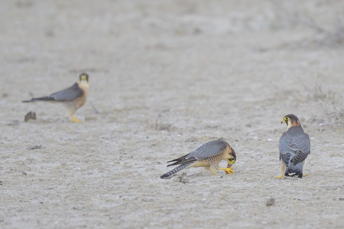 Red-necked Falcon - ML620596592