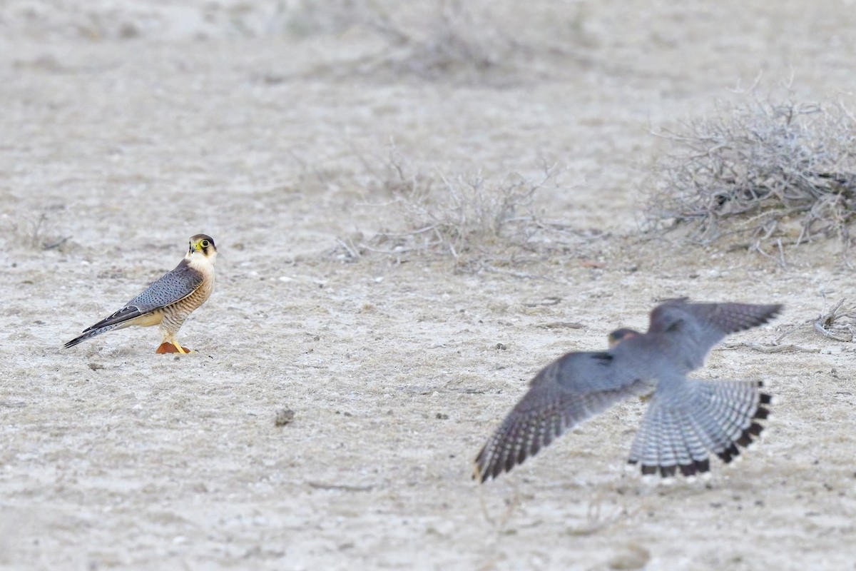 Red-necked Falcon - Paul McDonald