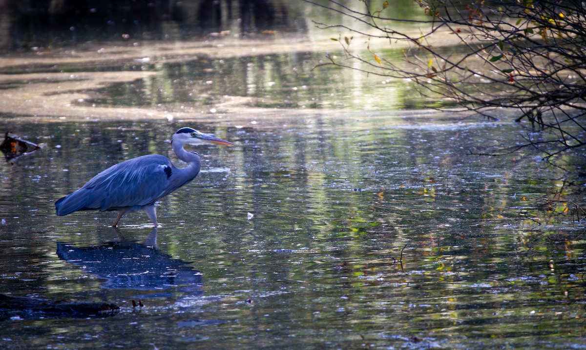 Gray Heron - ML620596596