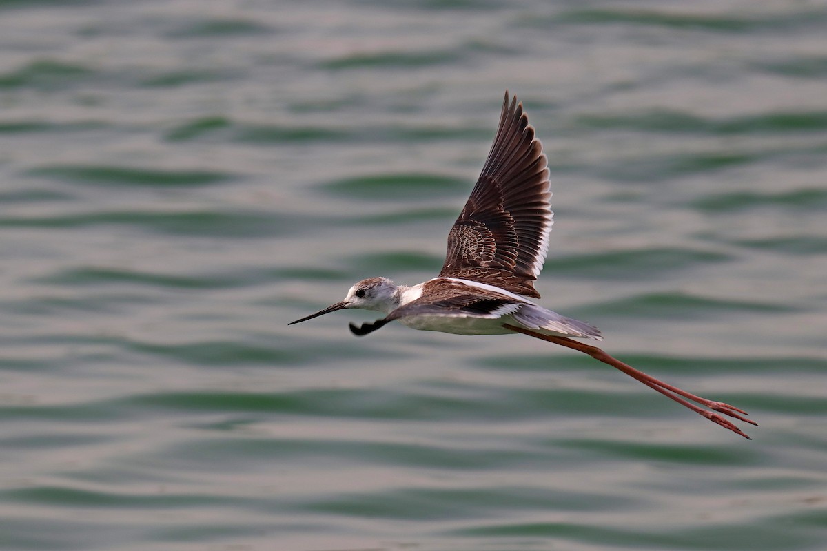 Black-winged Stilt - ML620596599