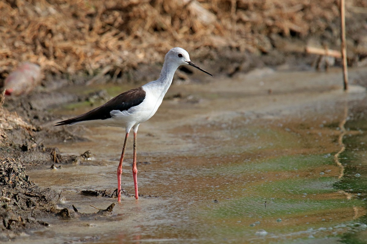 Black-winged Stilt - ML620596600