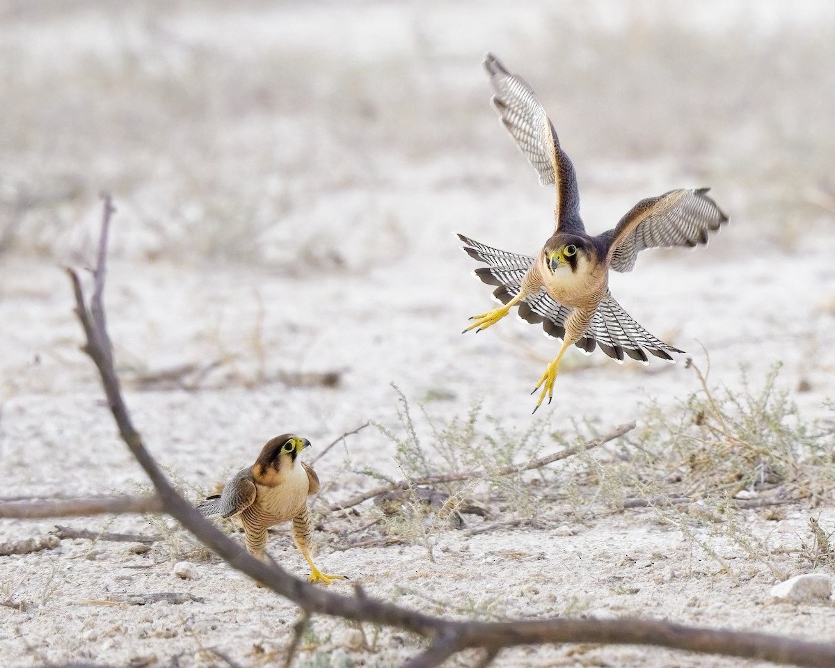 Red-necked Falcon - ML620596601