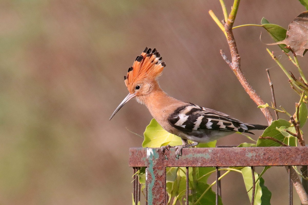 Eurasian Hoopoe - ML620596606