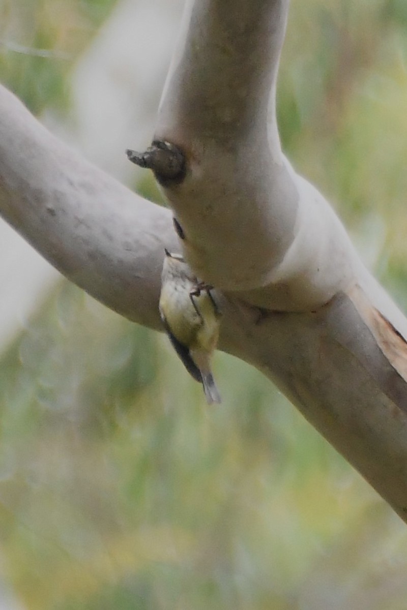 Striated Thornbill - ML620596608