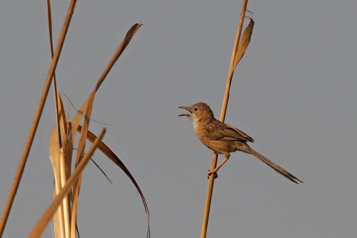 Common Babbler - ML620596613