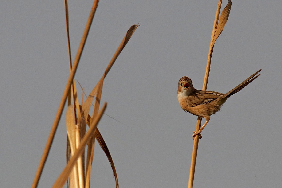 Common Babbler - ML620596614