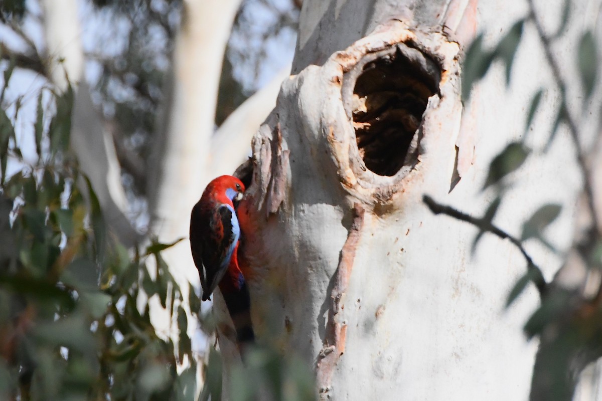 Crimson Rosella (Crimson) - ML620596616