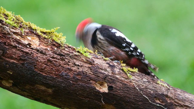 Middle Spotted Woodpecker - ML620596617