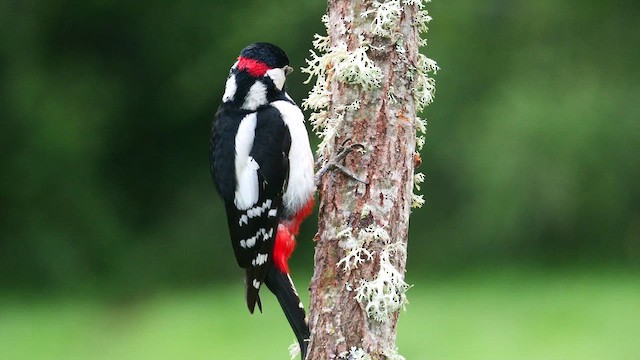 Great Spotted Woodpecker - ML620596618