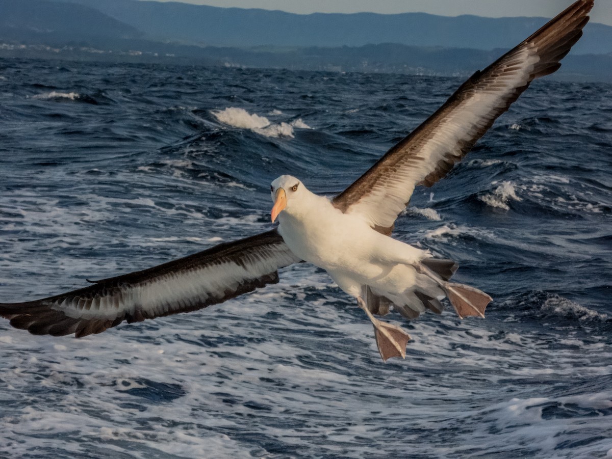 Albatros à sourcils noirs (impavida) - ML620596621