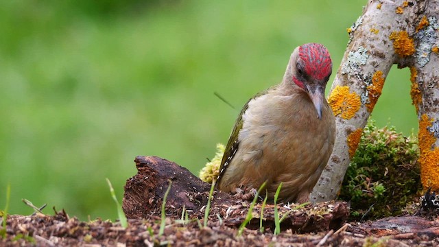 Iberian Green Woodpecker - ML620596624