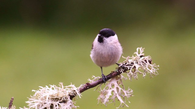 Marsh Tit - ML620596628