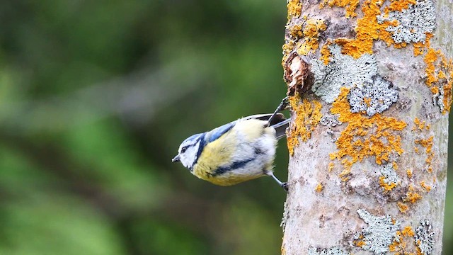 Eurasian Blue Tit - ML620596633