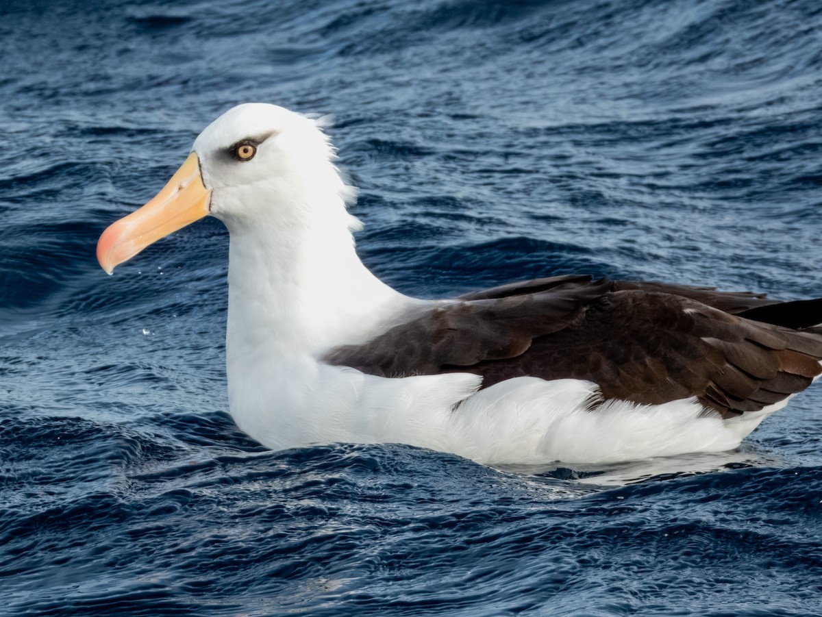albatros černobrvý (ssp. impavida) - ML620596638