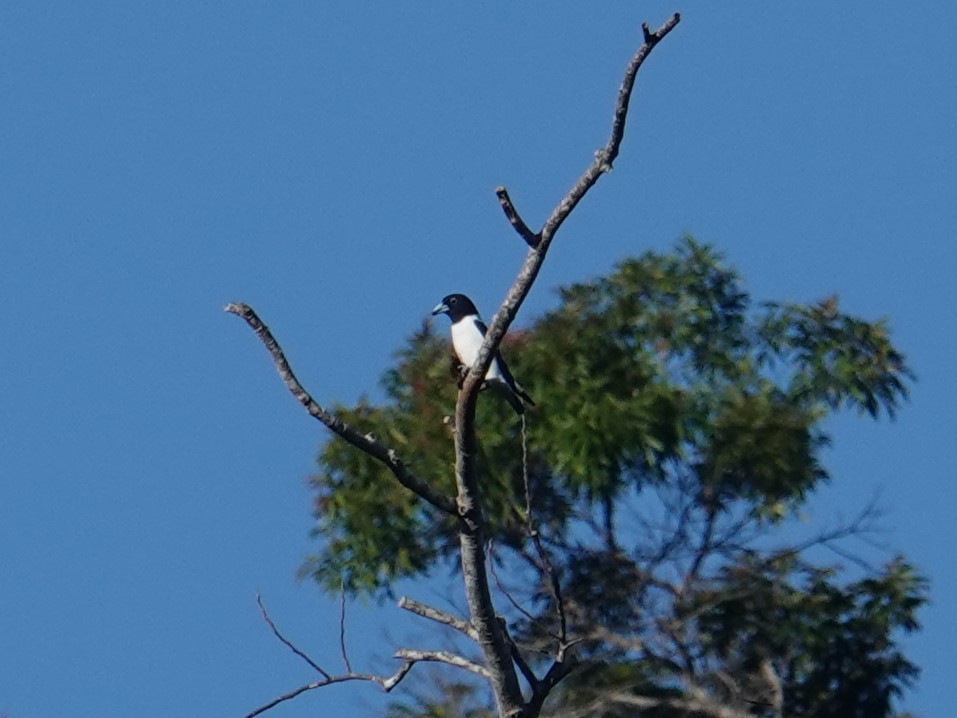 Bismarck Woodswallow - ML620596640