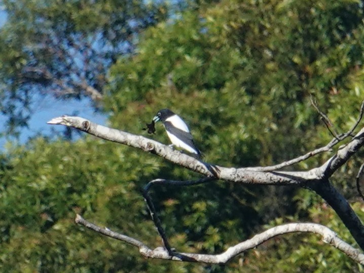 Bismarck Woodswallow - ML620596641